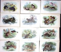 Job-Lot 12 Lloyd's Natural History, British Mammals Antique 1896 Prints-2.