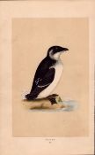 Rotche Rev Morris Antique History of British Birds 170 Years-Old Engraving.