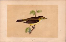 Chiff Chaff Rev Morris Antique History of British Birds 170 Years-Old Engraving.