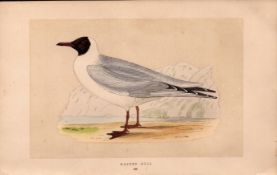 Masked Gull Rev Morris Antique History of British Birds Engraving.