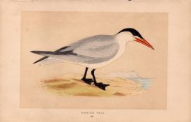 Caspian Tern Rev Morris Antique History of British Birds 170 Year-Old Engraving.