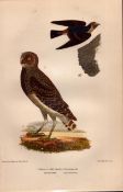 Alexander Wilson Rare American Ornithology Burrowing Owl-7.