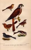 Alexander Wilson Rare American Birds American Sparrow Hawk -16.