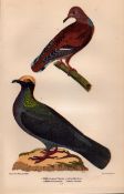 Alexander Wilson Rare American Birds White-Crowned Pigeon, Zenaida Dove-17.