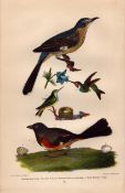 Alexander Wilson Rare American Birds Mocking Bird, Hummingbird, Bunting, Eggs-10.