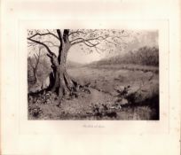 Rabbits at Home Rare Limited-Edition Antique JG Millais Print-28.