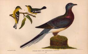 Alexander Wilson Rare American Birds Passenger Pigeon, Blue-Mountain Warbler-44.