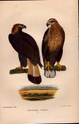 Alexander Wilson Rare American Ornithology Ring-Tail Eagle, Sea Eagle-55.