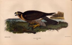 Alexander Wilson Rare American Birds Great-Footed Hawk -76.