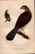 Alexander Wilson Rare American Birds Cooper’s Hawk, Palm Warbler-10.