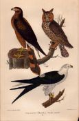 Alexander Wilson Rare American Birds Long Eared Owl, Marsh Hawk, Swallow -51.