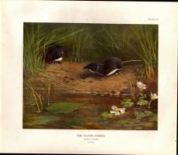 The Water-Shrew at Play Rare Limited-Edition Coloured Antique Print-55.