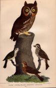 Alexander Wilson Rare American Ornithology The Red Owl Book Plate-42.