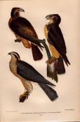 Alexander Wilson Rare American Birds Red-Tailed Hawk, American Buzzard-52.
