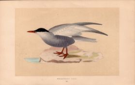 Whiskered Tern Swift Tern Rev Morris Antique History of British Birds 170 Year-Old Engraving.