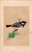 Cole Tit Blue Tit Rev Morris Antique History of British Birds 170 Years-old Engraving.