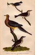 Alexander Wilson Rare American Birds Turtle Dove, Hermit Thrush, Warbler-43.