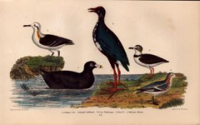 Alexander Wilson Rare American Birds Coot, Purple Gallinule, Phalarope, Plover-73.