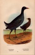 Alexander Wilson Rare American Birds Florida Gallinule, Yellow Breasted Rail-27.