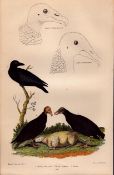 Alexander Wilson Rare American Birds- Turkey Buzzard, Black Vulture, Raven-75.