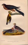 Alexander Wilson Rare American Birds- Slate-coloured Hawk, Ground Dove-46.