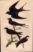 Alexander Wilson Rare American Birds Barn, Bank, White-Bellied Swallow-38.