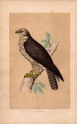 Buzzard Rev Morris Antique History of British Birds 170 Years-Old Engraving.