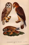 Alexander Wilson Rare American Birds Rough-Legged Falcon, Barred & Short-Eared Owl-3