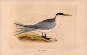 Swift Tern Rev Morris Antique History of British Birds 170 Year-Old Engraving.