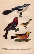 Alexander Wilson Rare American Ornithology American Shrike, Grossbeak, Wren, Lark-5.