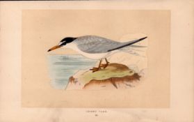 Lesser Tern Rev Morris Antique History of British Birds 170 Year-Old Engraving.