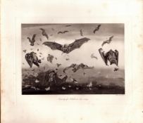 Party of Noctule Bats on The Wing Rare Limited-Edition Antique Print-65.