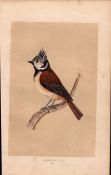 Crested Tit Rev Morris Antique History of British Birds 170 Years-Old Engraving.