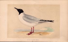Buonaparte’s Gull Rev Morris Antique History of British Birds Engraving.