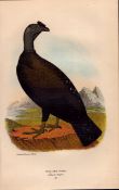 Alexander Wilson Rare American Birds Young-Male Condor Antique Book Plate 22.