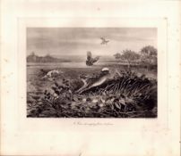 Hare Springing Rare Limited-Edition Antique J.G.Millais Print-34.