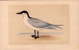Gull-Billed Tern Rev Morris Antique History of British Birds 170 Year-Old Engraving.