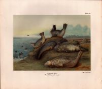 Common Seal Adults Rare Limited-Edition Coloured J.G. Millais Antique Print-42.
