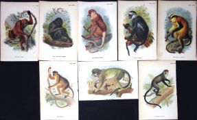 Job-Lot 8 Lloyd's Natural History, Apes & Primates Antique 1896 Prints-6.