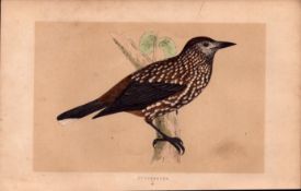 Nutcracker Rev Morris Antique History of British Birds 170 Years-Old Engraving.