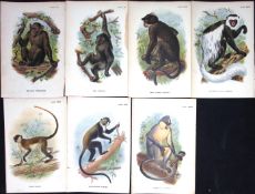 Job-Lot Lloyd's Natural History, Apes & Primates Antique 1896 Prints-7.