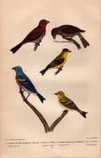 Alexander Wilson Rare American Birds Crimson-Necked Bullfinch, American Goldfinch-6.