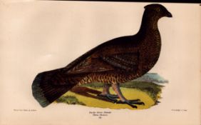 Alexander Wilson Rare American Birds Dusky Grouse Female Book Plate-18.