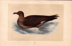 Skua Rev Morris Antique History of British Birds 170 Years-Old Engraving.