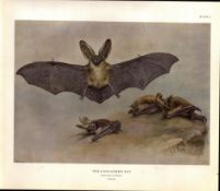 Long-Eared Bat Rare Limited-Edition J.G. Millais Coloured Antique Print-63a.