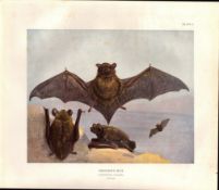 The Leisler’s Bat Rare Limited-Edition J.G. Millais Coloured Antique Print-62.