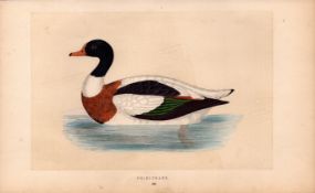 Shieldrake Rev Morris Antique History of British Birds 170 Years-Old Engraving.