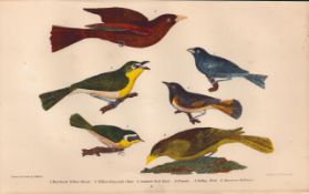 Alexander Wilson Rare American Birds Maryland Yellow-Throat, Chat, Summer Red Bird-6.