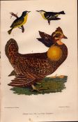 Alexander Wilson Rare American Birds Nashville Warbler Pinnated Grouse-27.