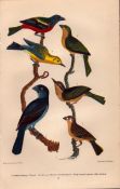 Alexander Wilson Rare American Birds Bunting, Warbler, Sparrow, Grosbeak-24.
